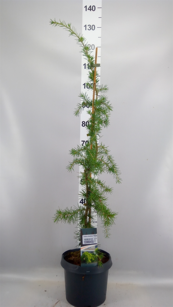 Cedrus Deodara Pendula 23Ø 80cm
