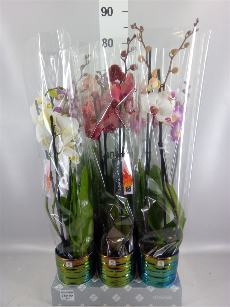 Phalaenopsis Mix 6 Colours 12Ø 60cm 2st