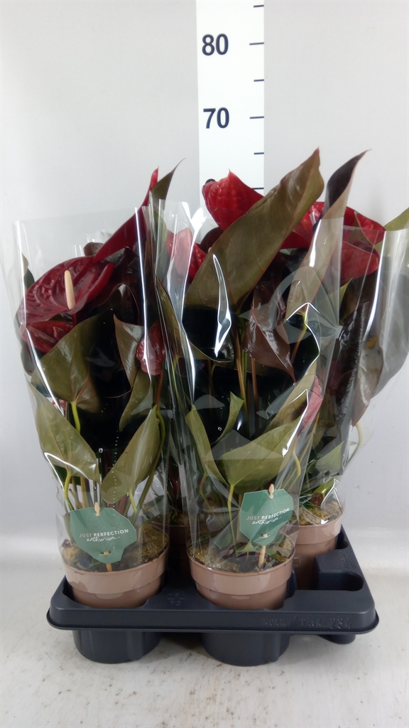 Anthurium Delicata 14Ø 50cm