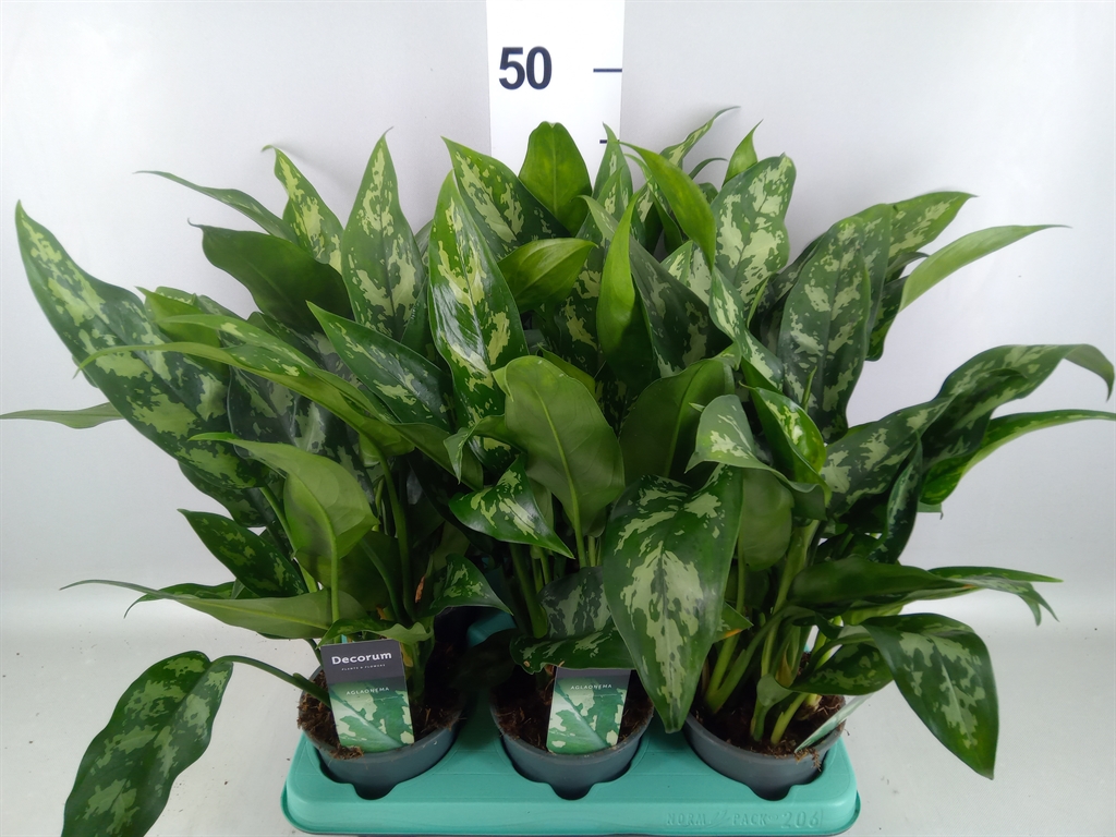 Aglaonema Maria 12Ø 35cm