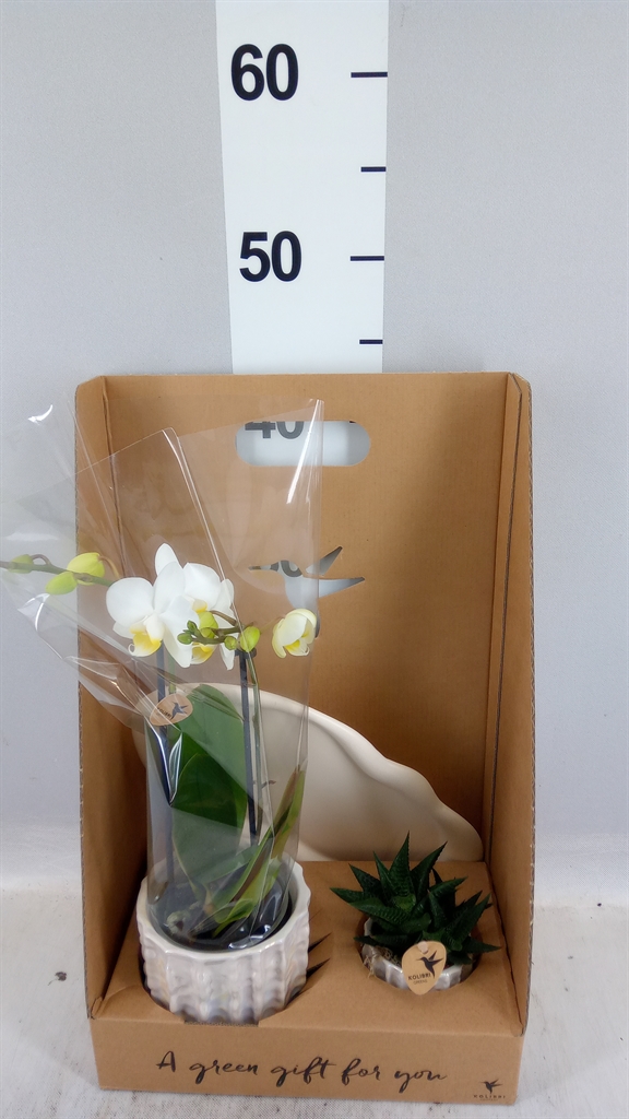 Arrangement Phalaenopsis Mt 18Ø