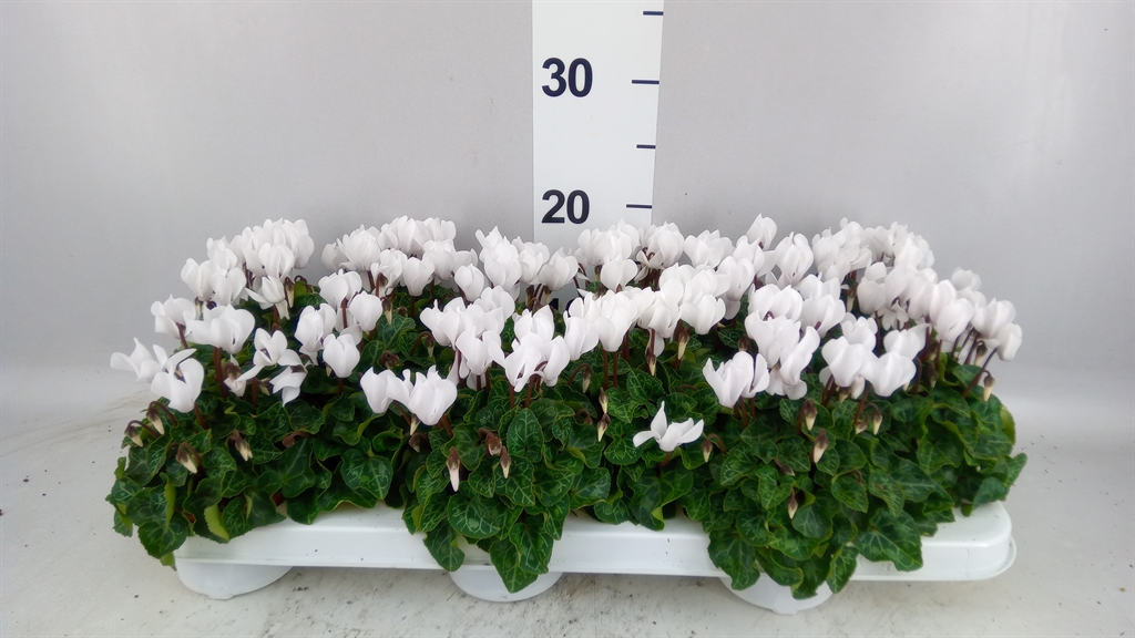 Cyclamen Midori Synchro 9Ø 17cm