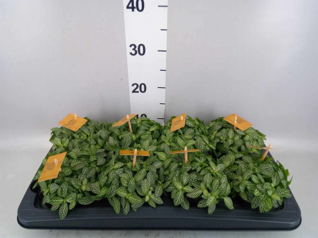 Fittonia Verschaffeltii 10Ø 15cm