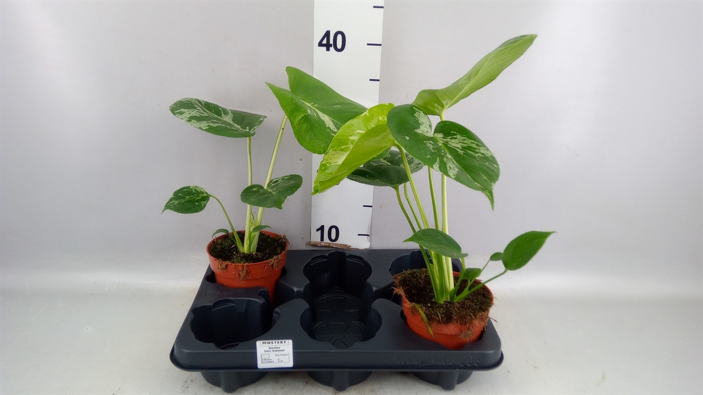 Monstera Ov 12Ø 45cm