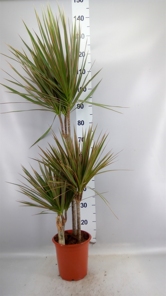 Dracaena Bicolor 21Ø 140cm