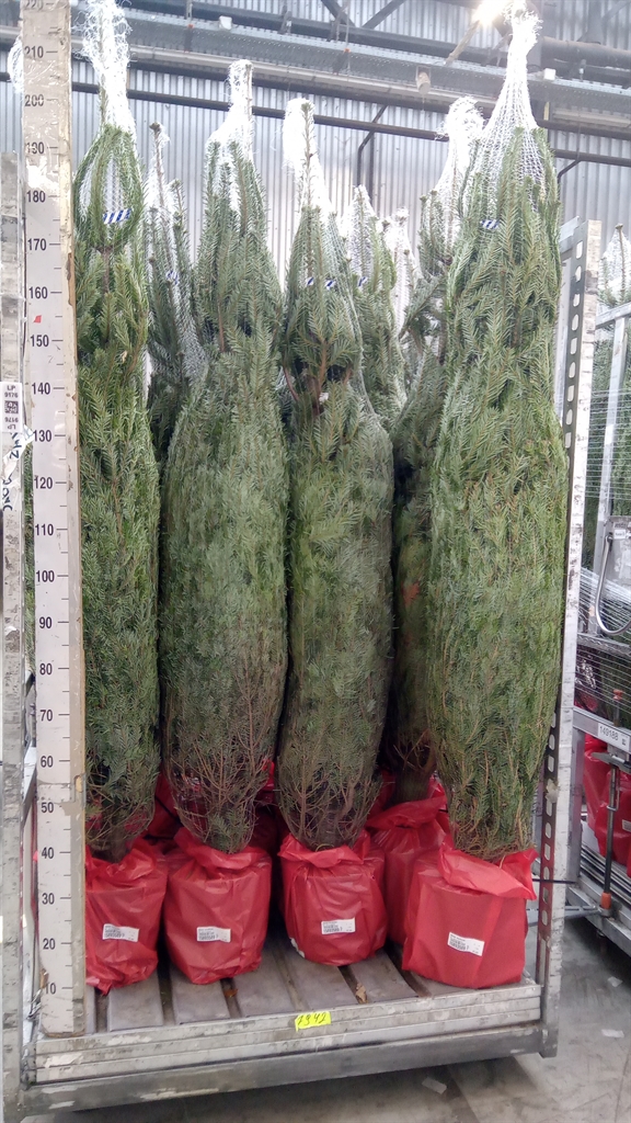 Abies Nordmanniana 28Ø 200cm