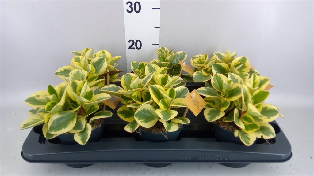 Peperomia Obtusifolia Obtipan Bicolor 12Ø 20cm