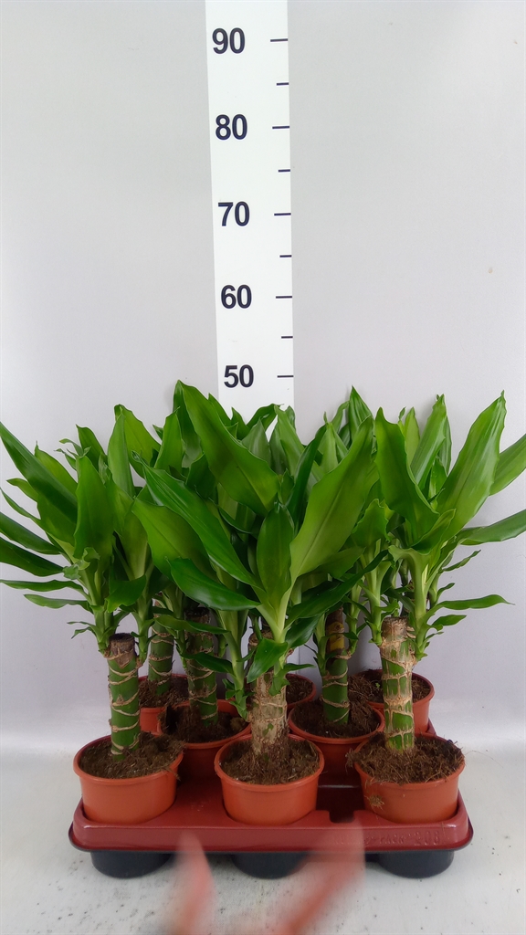 Dracaena Steudneri 11Ø 45cm