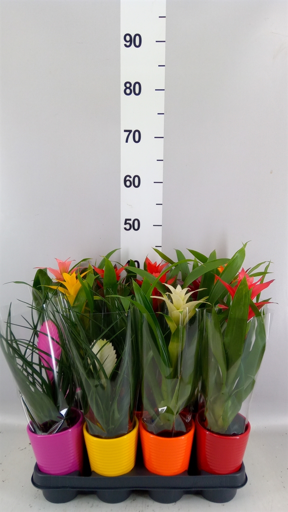 Bromelia Mix 11Ø 35cm