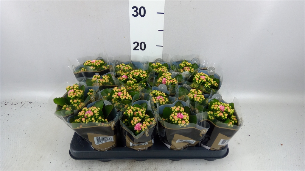 Kalanchoe Double Rosalina Alano Bicolor 7Ø 15cm