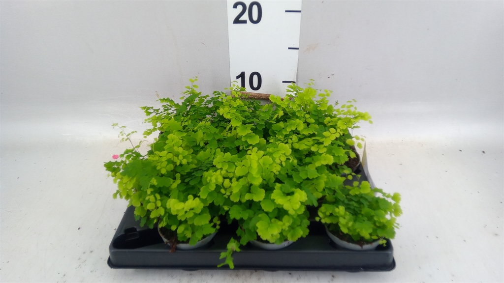 Adiantum Mix 6Ø 20cm