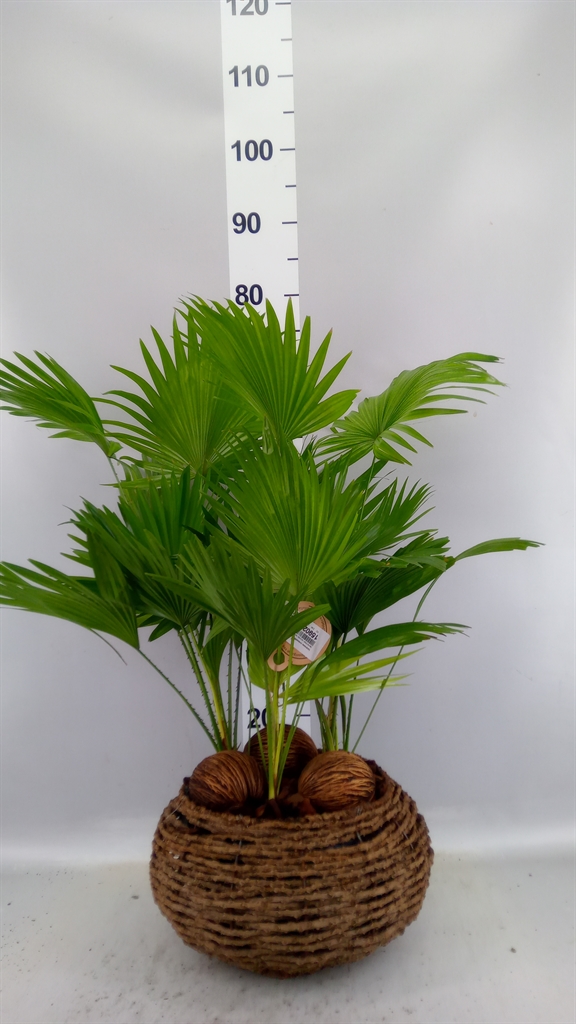 Livistona Rotundifol 40Ø 65cm