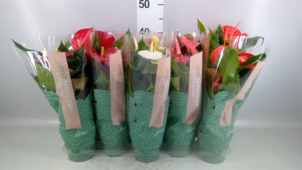 Anthurium Mix 12Ø 40cm