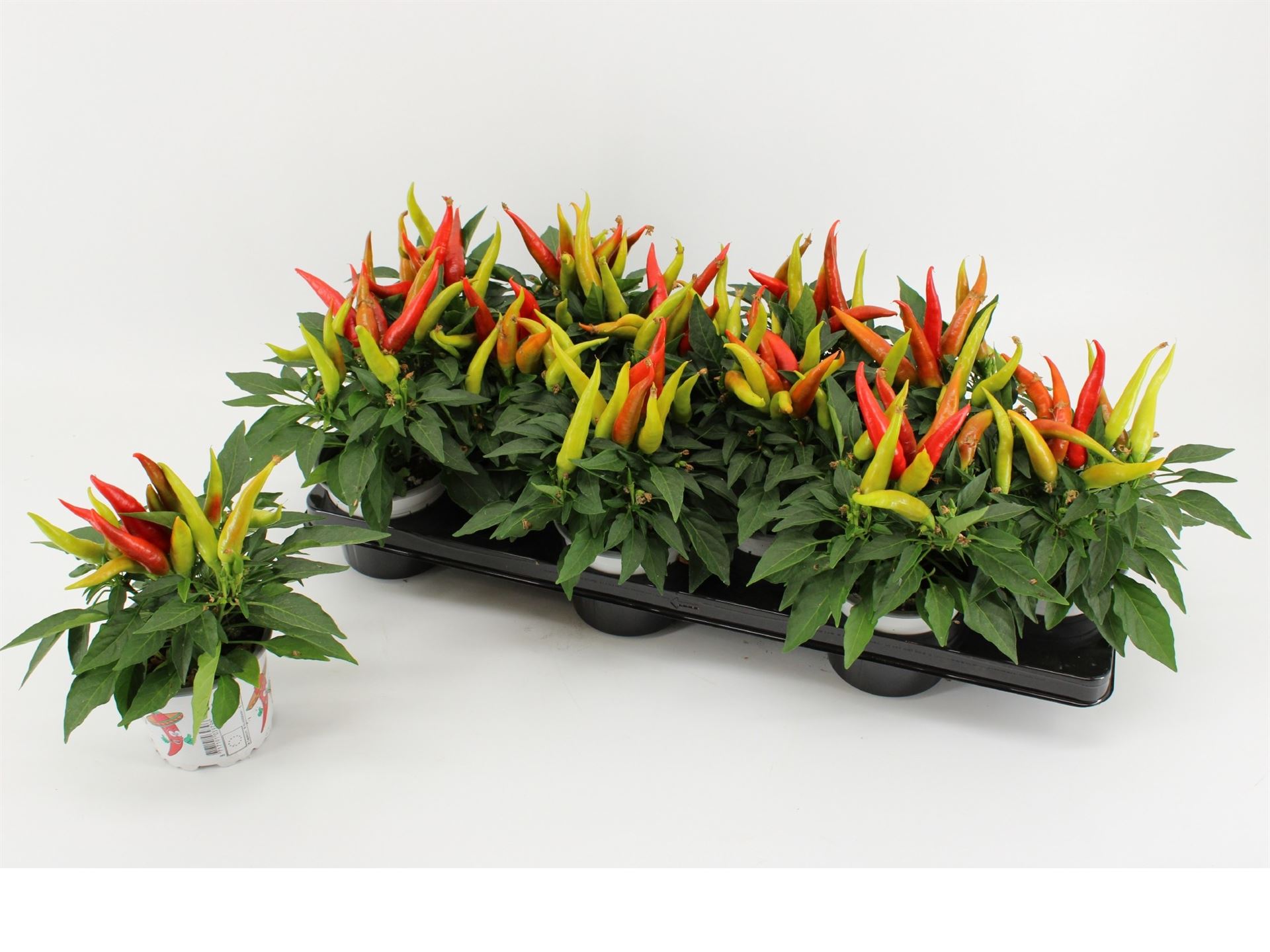 Capsicum Joker 10Ø 25cm