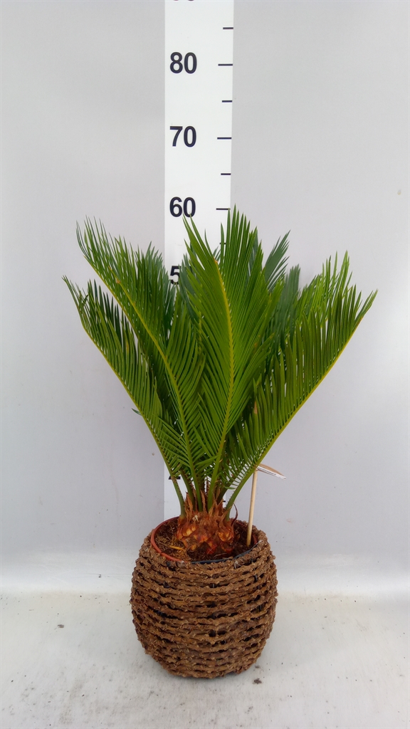 Cycas Revoluta 20Ø 50cm