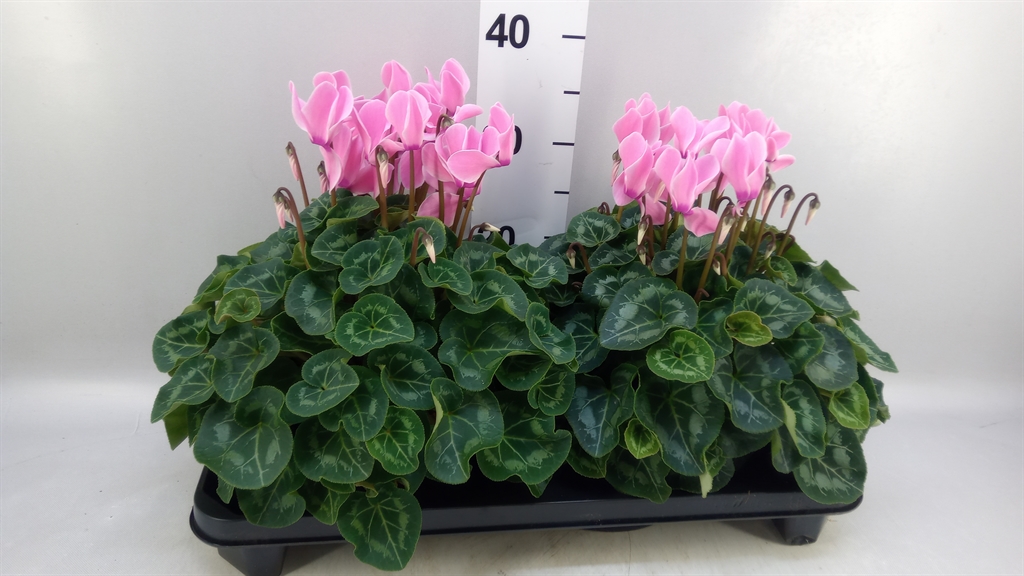 Cyclamen Super Serie Xl 15Ø 36cm