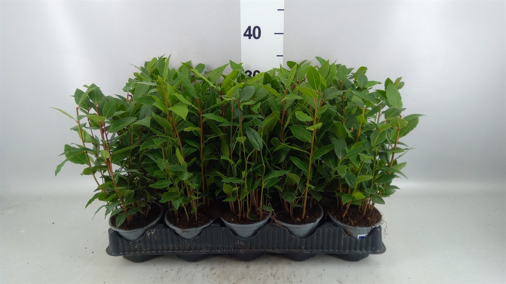Laurus 11Ø 35cm
