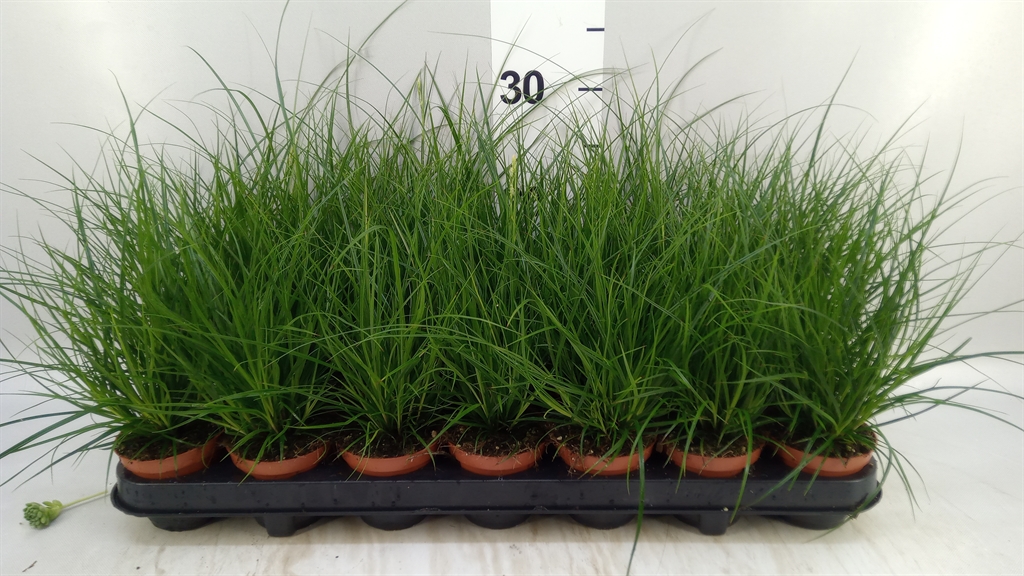 Carex Brunnea 8Ø 20cm