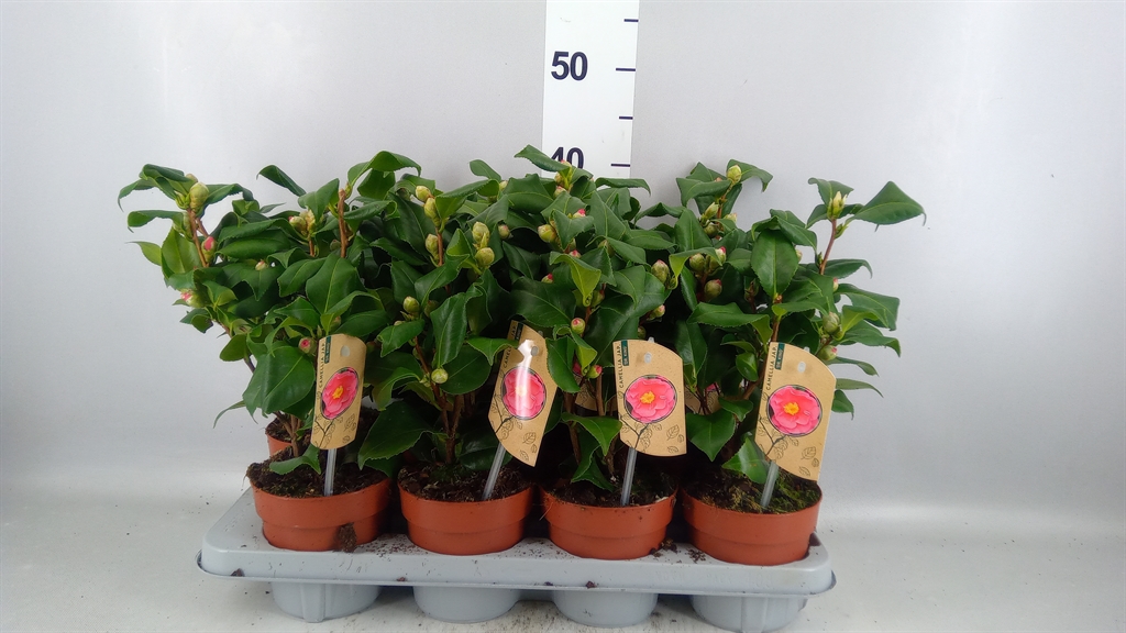 Camellia Japonica Dr King 13Ø 40cm