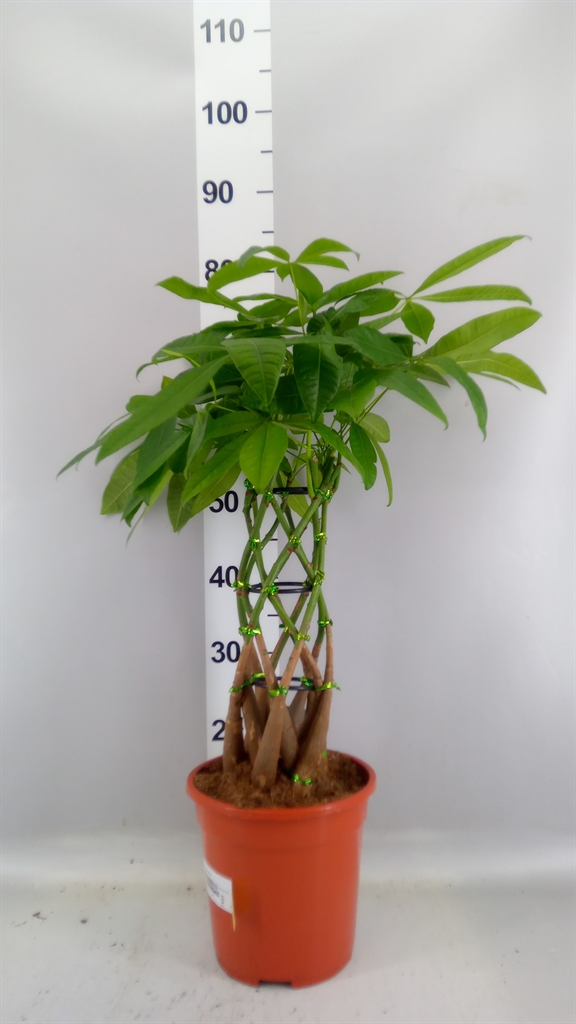 Pachira Aquatica 21Ø 75cm