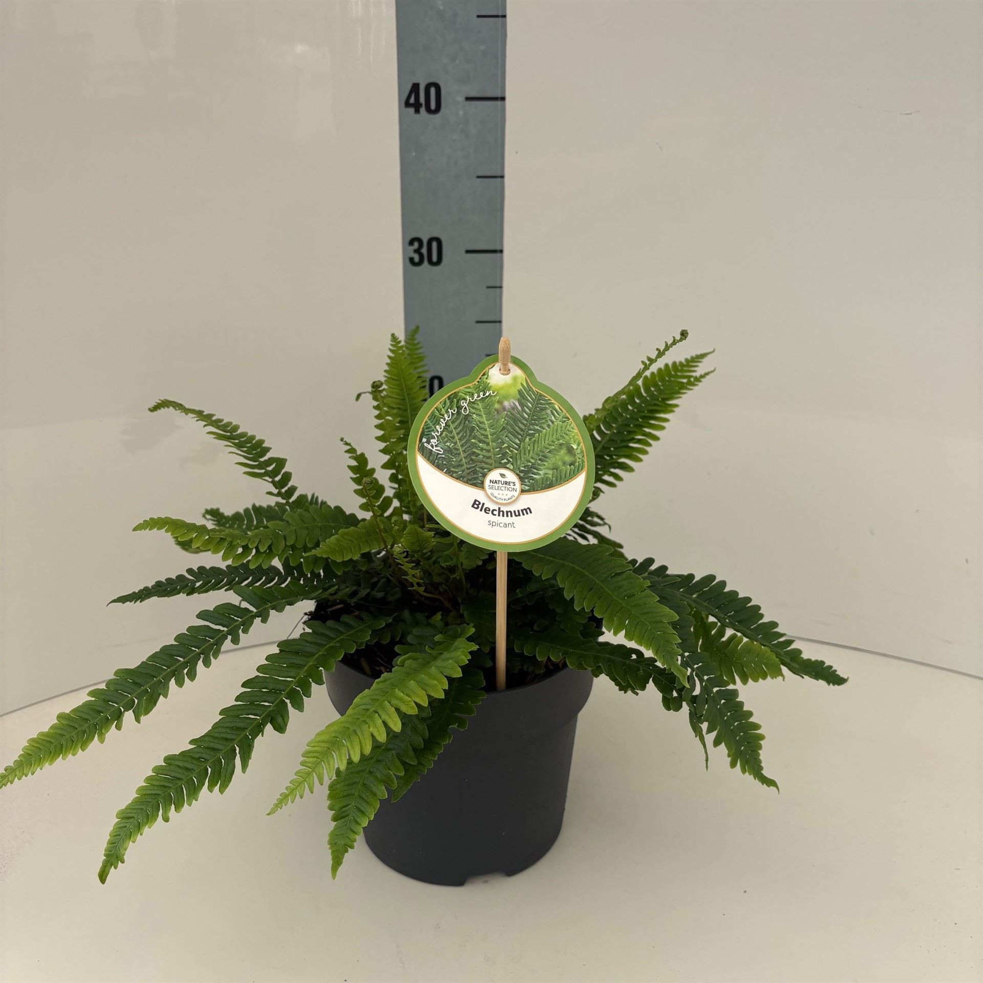 Blechnum Spicant 17Ø 40cm