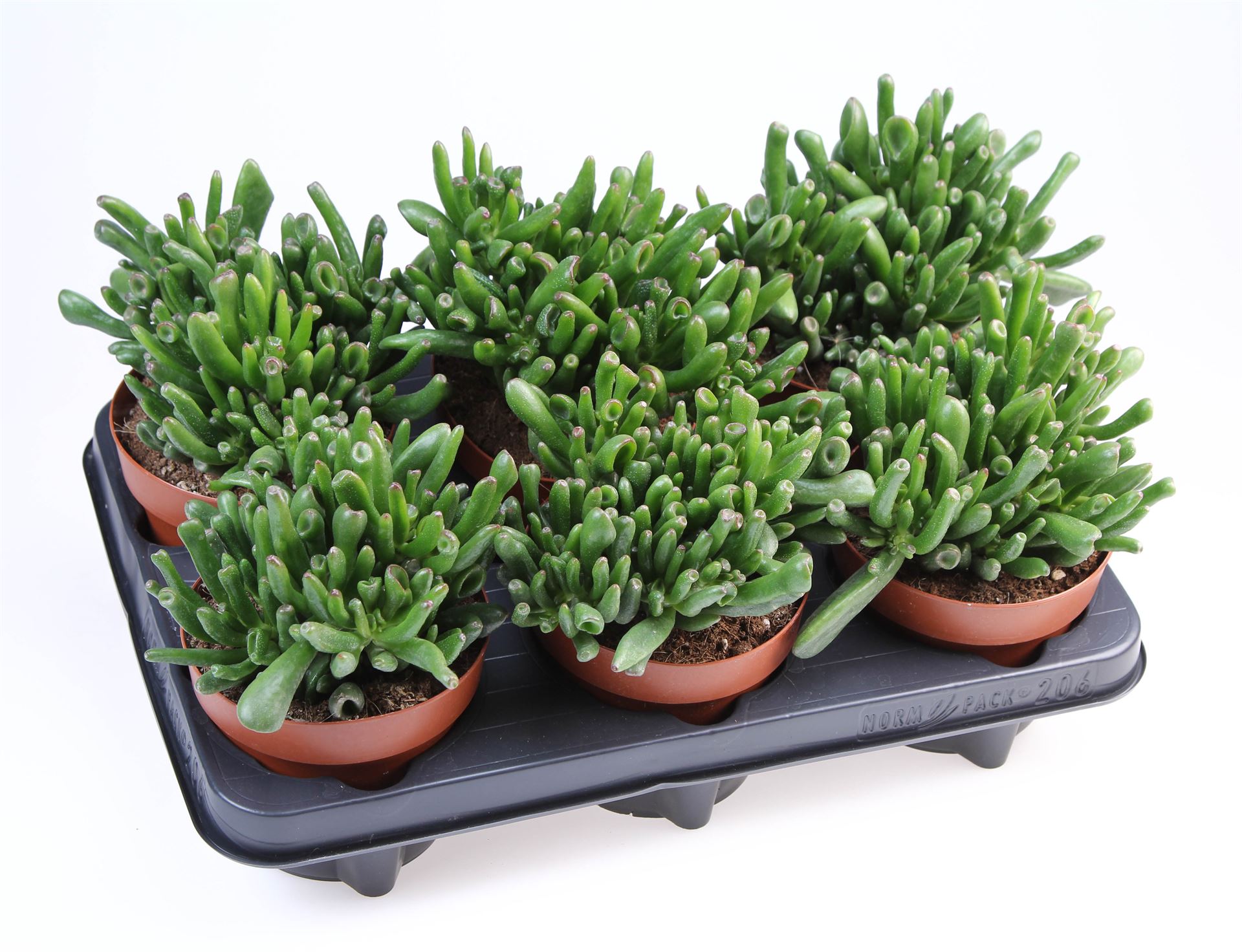 Crassula Hobbit 12Ø 18cm