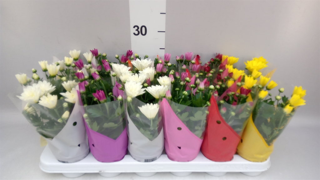 Chrysanth Mix 6 Mix 9Ø 23cm