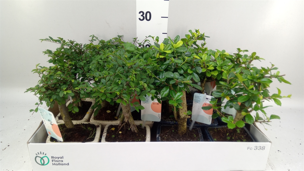 Bonsai Mix 12Ø 25cm
