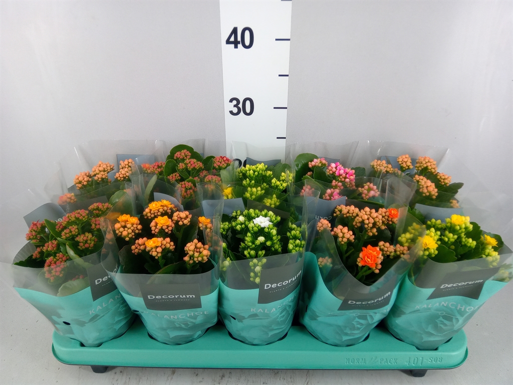 Kalanchoe Double Mix 10Ø 23cm