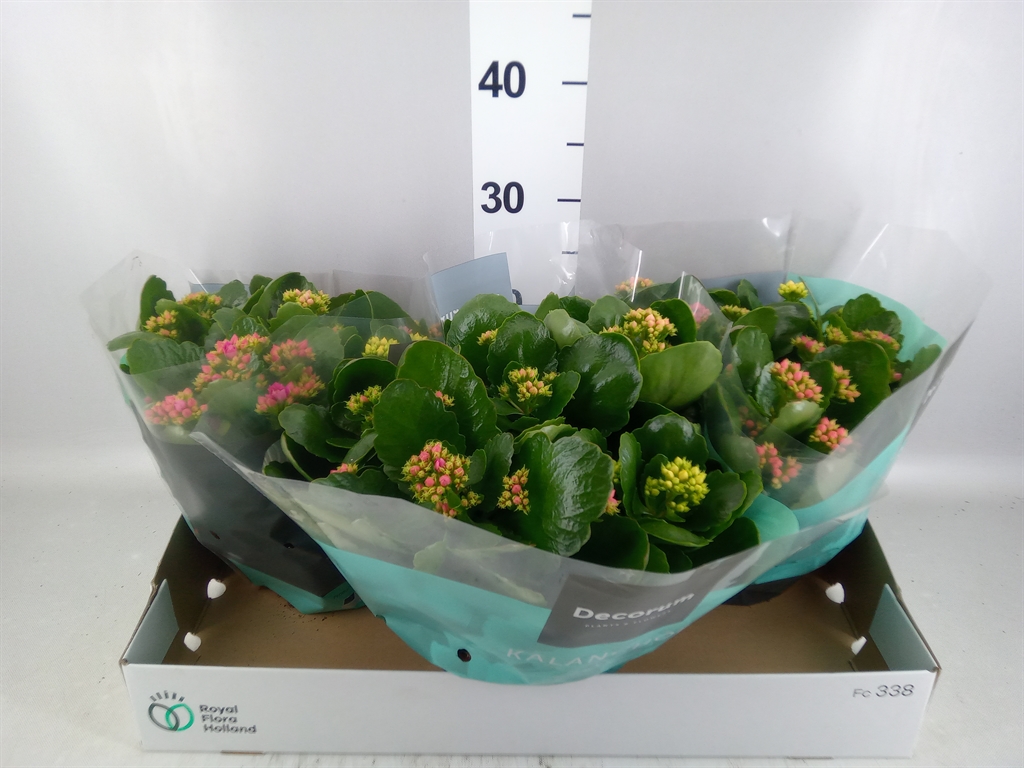 Kalanchoe Double Mix 23Ø 28cm