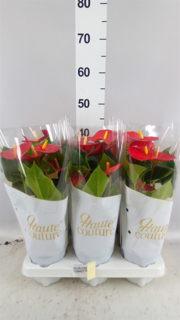 Anthurium Esudo 12Ø 40cm