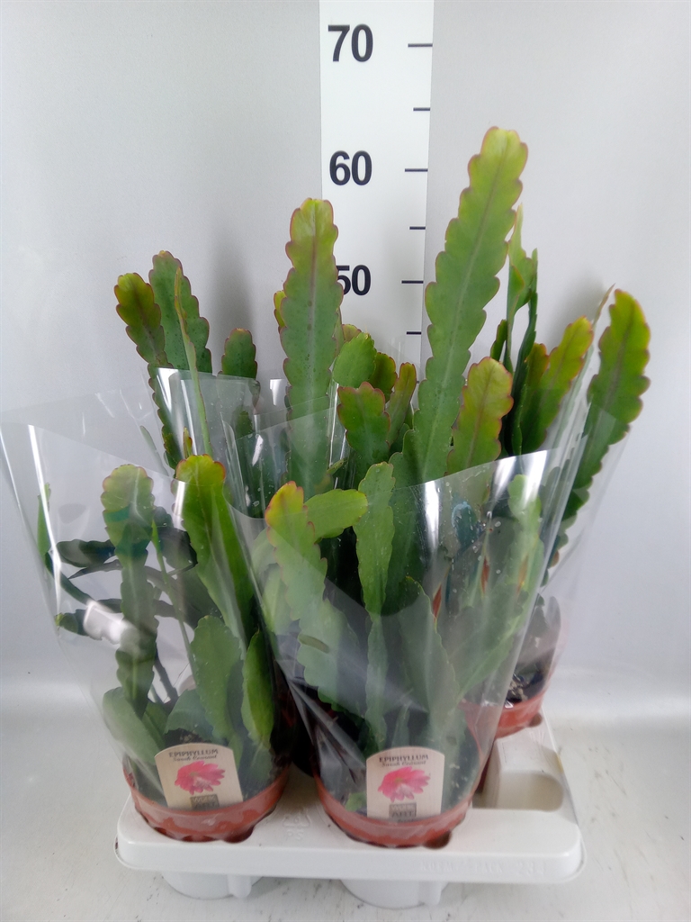 Epiphyllum Anguliger 15Ø 50cm