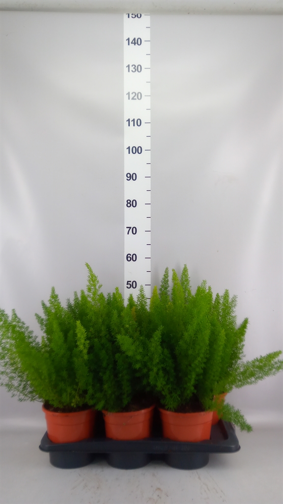 Asparagus Densiflorus Myers 17Ø 45cm