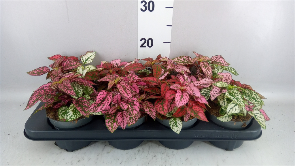 Hypoestes Confetti Compact Mix 12Ø 16cm