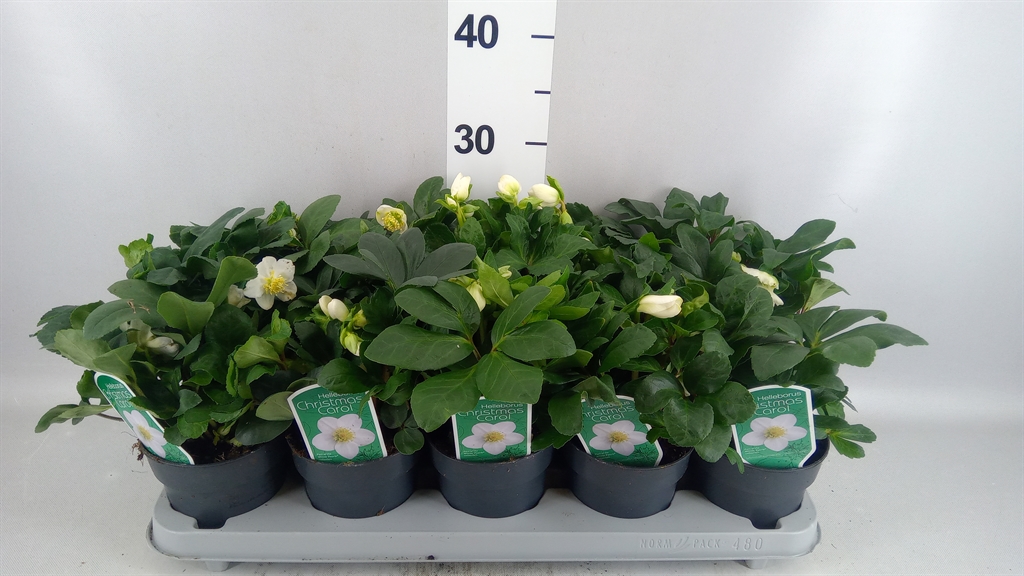 Helleborus Christmas Carol 12Ø 25cm