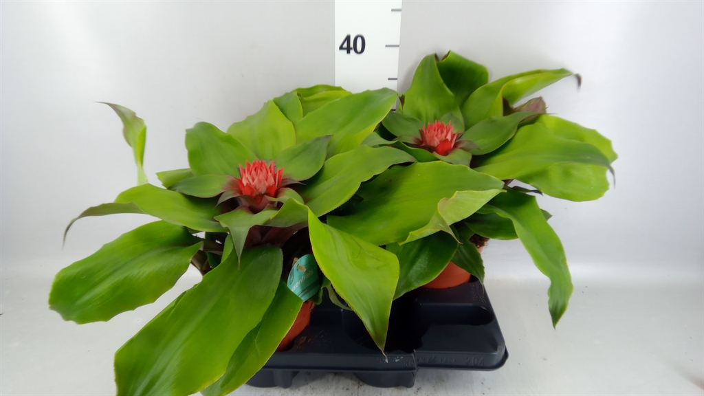 Aech Tayoensis 15Ø 40cm