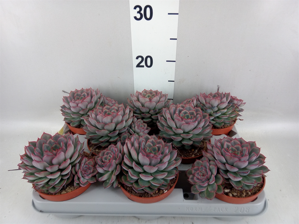 Echeveria Hercules 10Ø 14cm