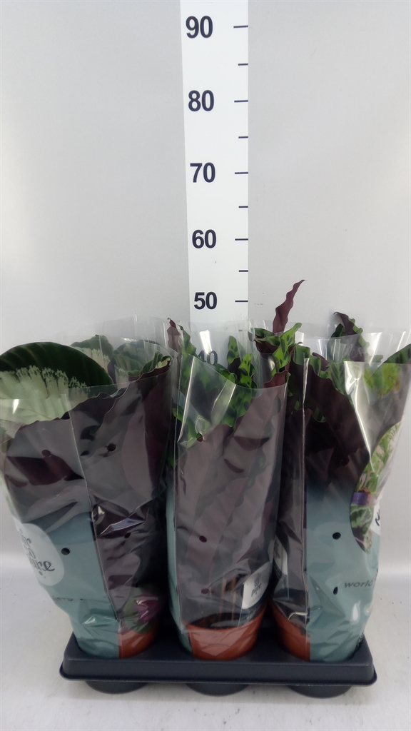 Calathea Mix 14Ø 35cm