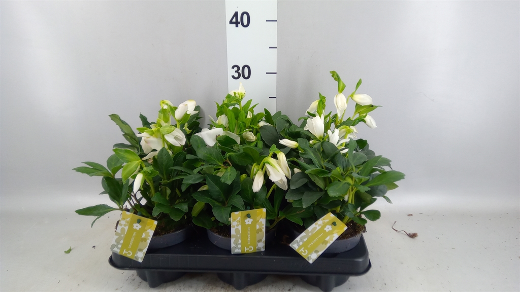 Helleborus Advent Star 12Ø 25cm