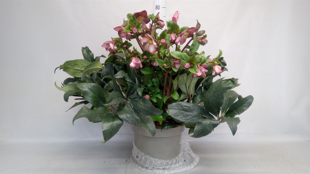 Helleborus Hgc Ice N' Roses Rose 29Ø 50cm