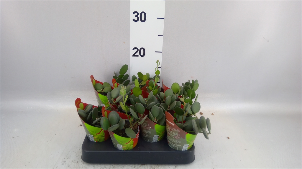 Cactus Overig 506Ø 9cm