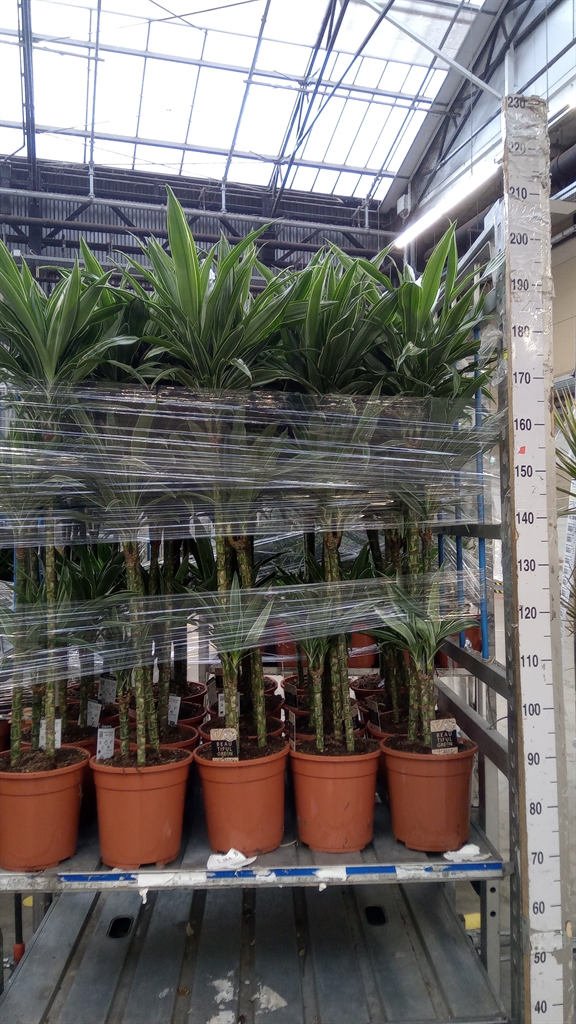 Dracaena Warneckei 24Ø 150cm