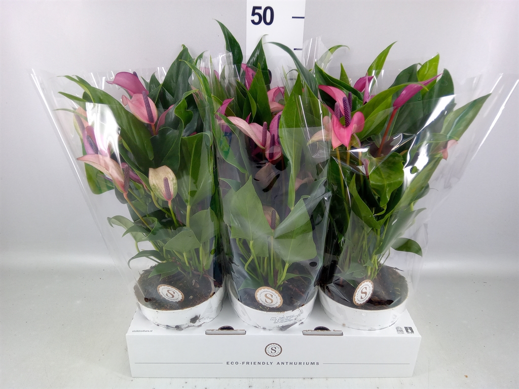Anthurium Zizou 14Ø 45cm