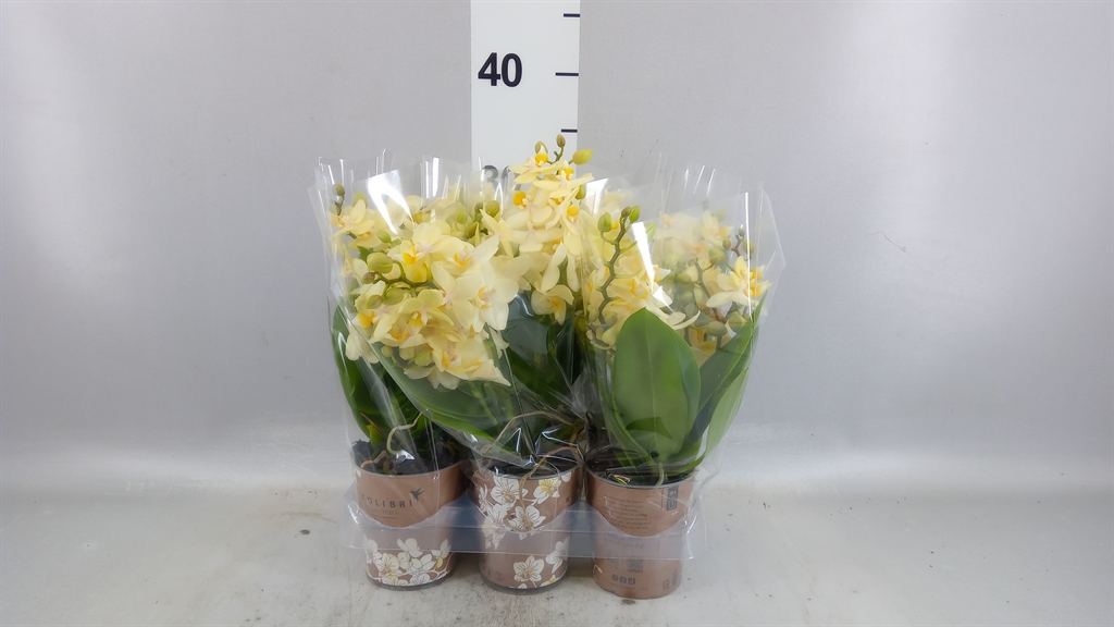 Phal Mf Ov Geel 9Ø 35cm