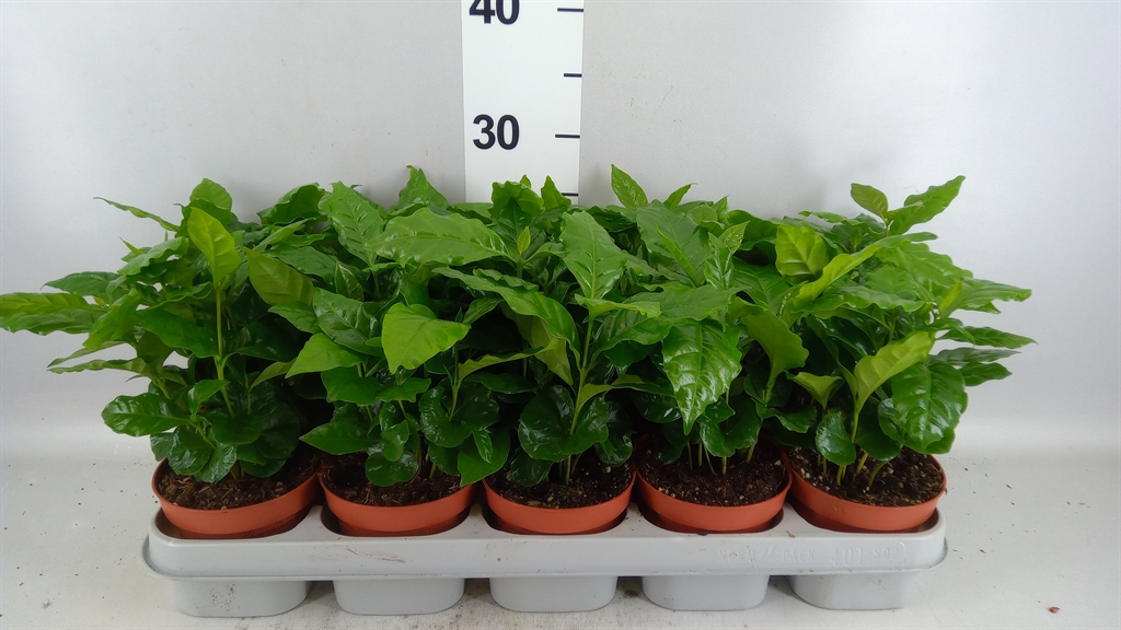 Coffea 12Ø 25cm