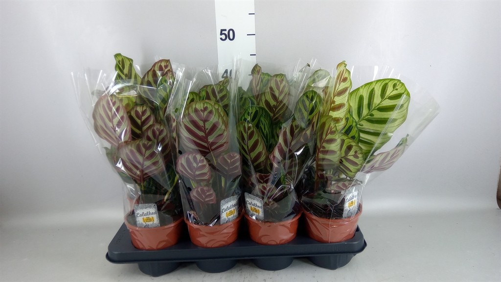 Calathea Makoyana 14Ø 40cm