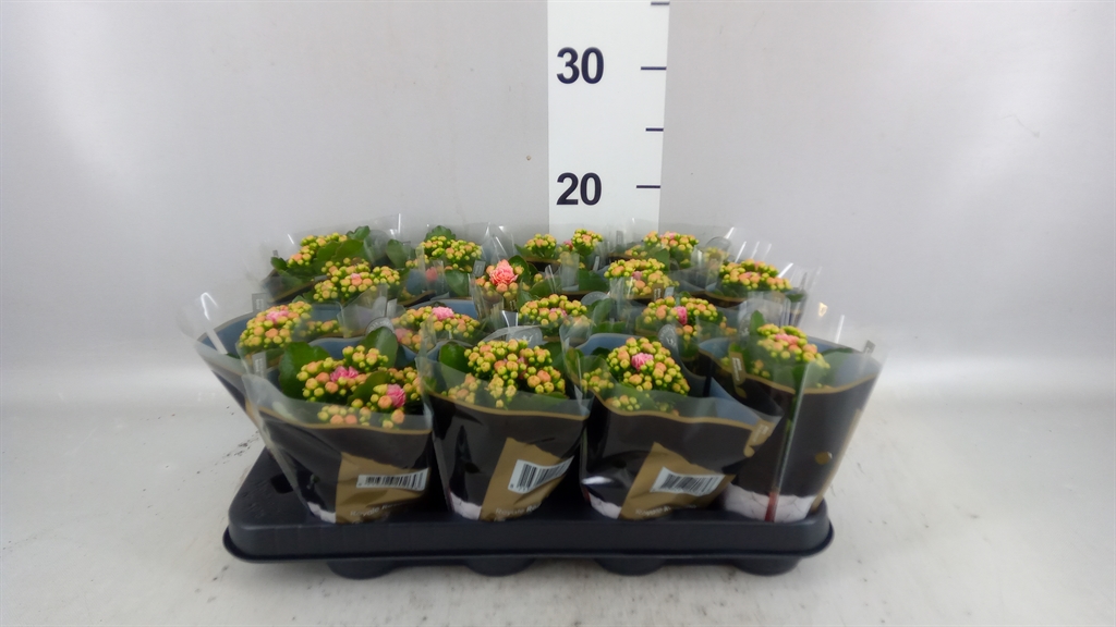 Kalanchoe Double Rosalina Alano Bicolor 7Ø 15cm