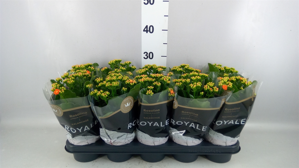 Kalanchoe Double Rosalina Don Pedro 12Ø 27cm