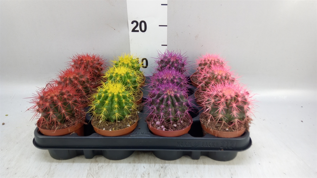 Echinocactus Grusoni 508Ø