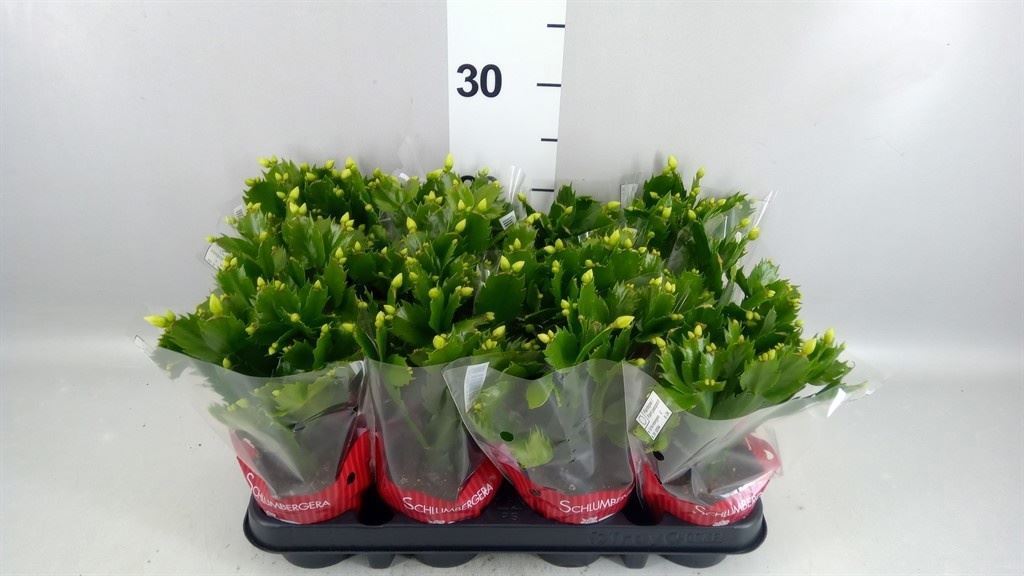 Schlumb Overig 9Ø 20cm
